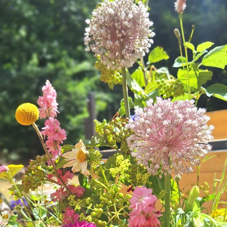 Fleurs colorées, dont des délicates boules roses et jaunes, dans un jardin ensoleillé.